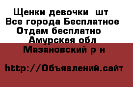 Щенки девочки 4шт - Все города Бесплатное » Отдам бесплатно   . Амурская обл.,Мазановский р-н